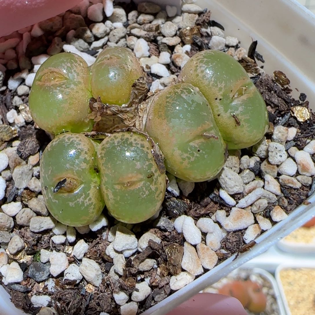 肉锥多肉植物百科5-肯尼迪581