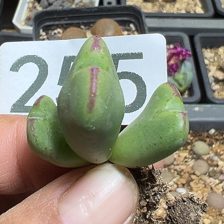 ，255号少将杂多肉植物