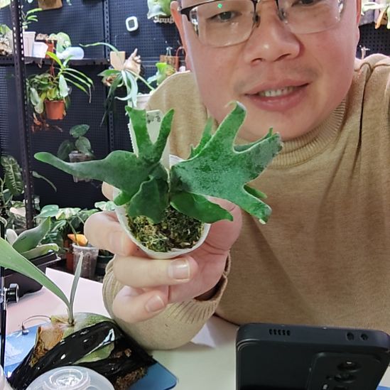 细菌鹿角蕨孢子苗319