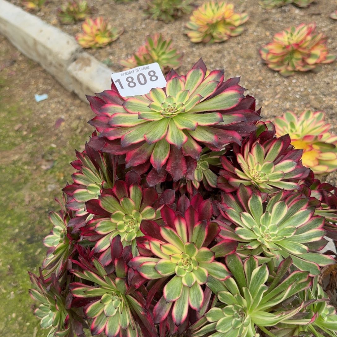 1808血姬。多肉植物