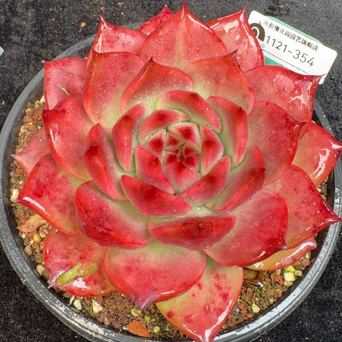 从前慢多肉精选编号1121.354