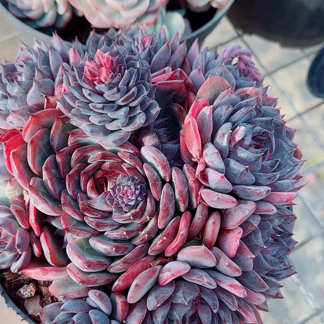 蓝色妖姬多头群生精品特价