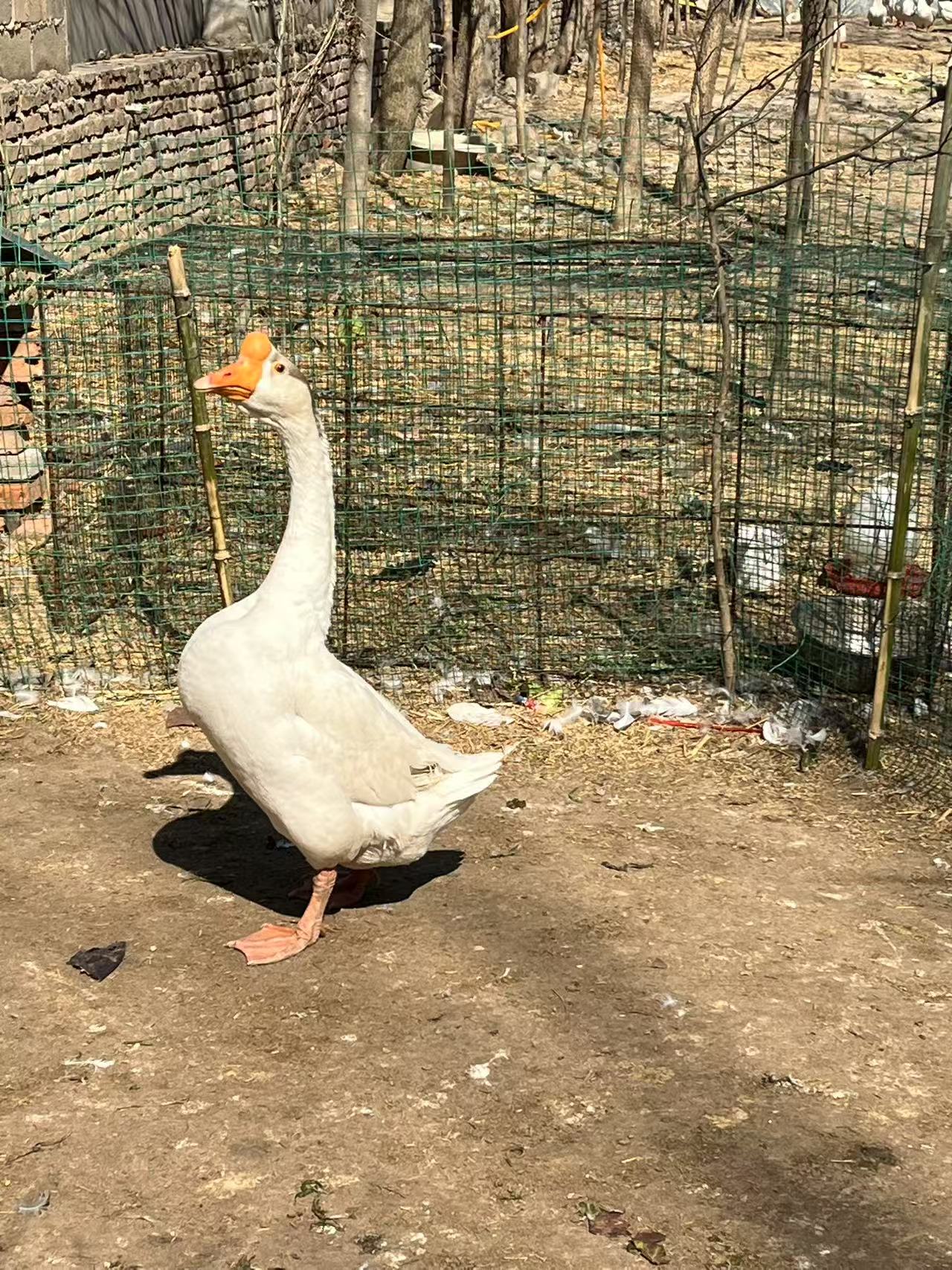 农家散养新鲜整只大鹅