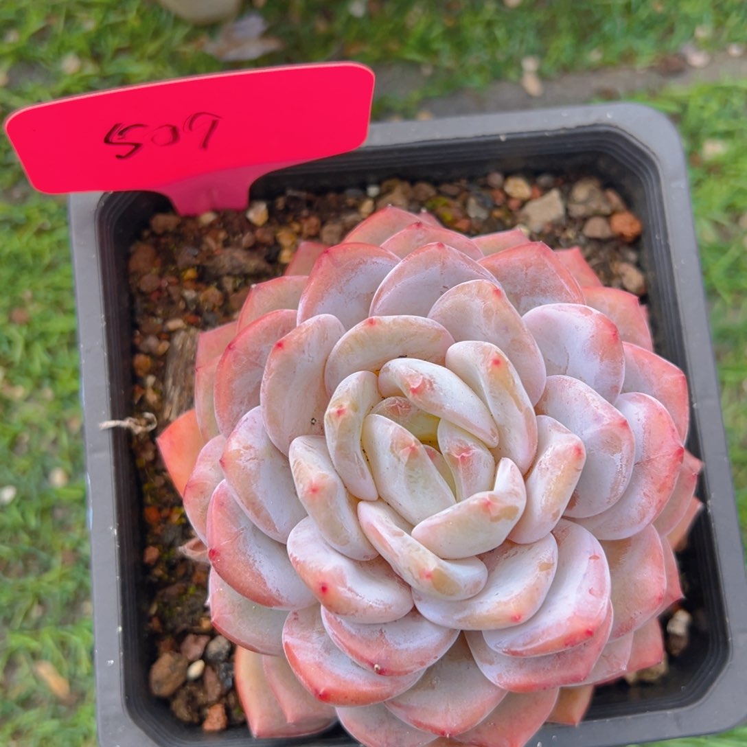 香玉等多种名贵的产品和