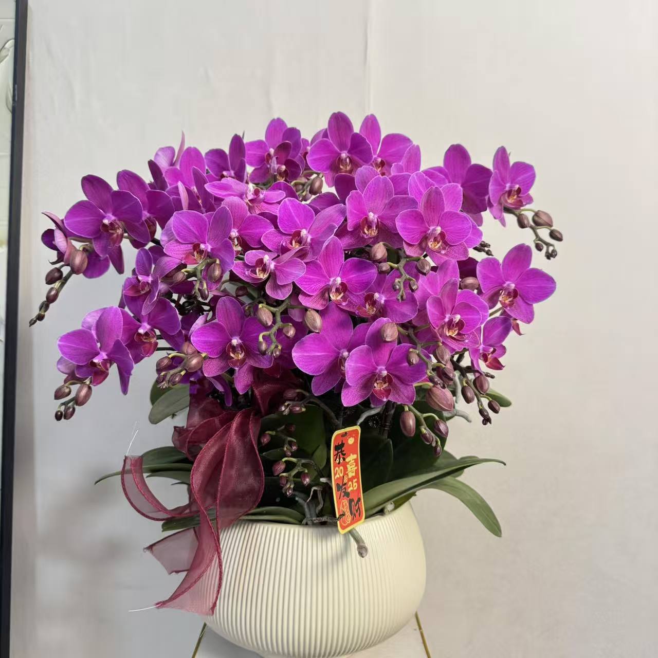 优一《红宝石》蝴蝶兰紫红色系 蜡质花 耐冷耐寒 冬季好养花期长~