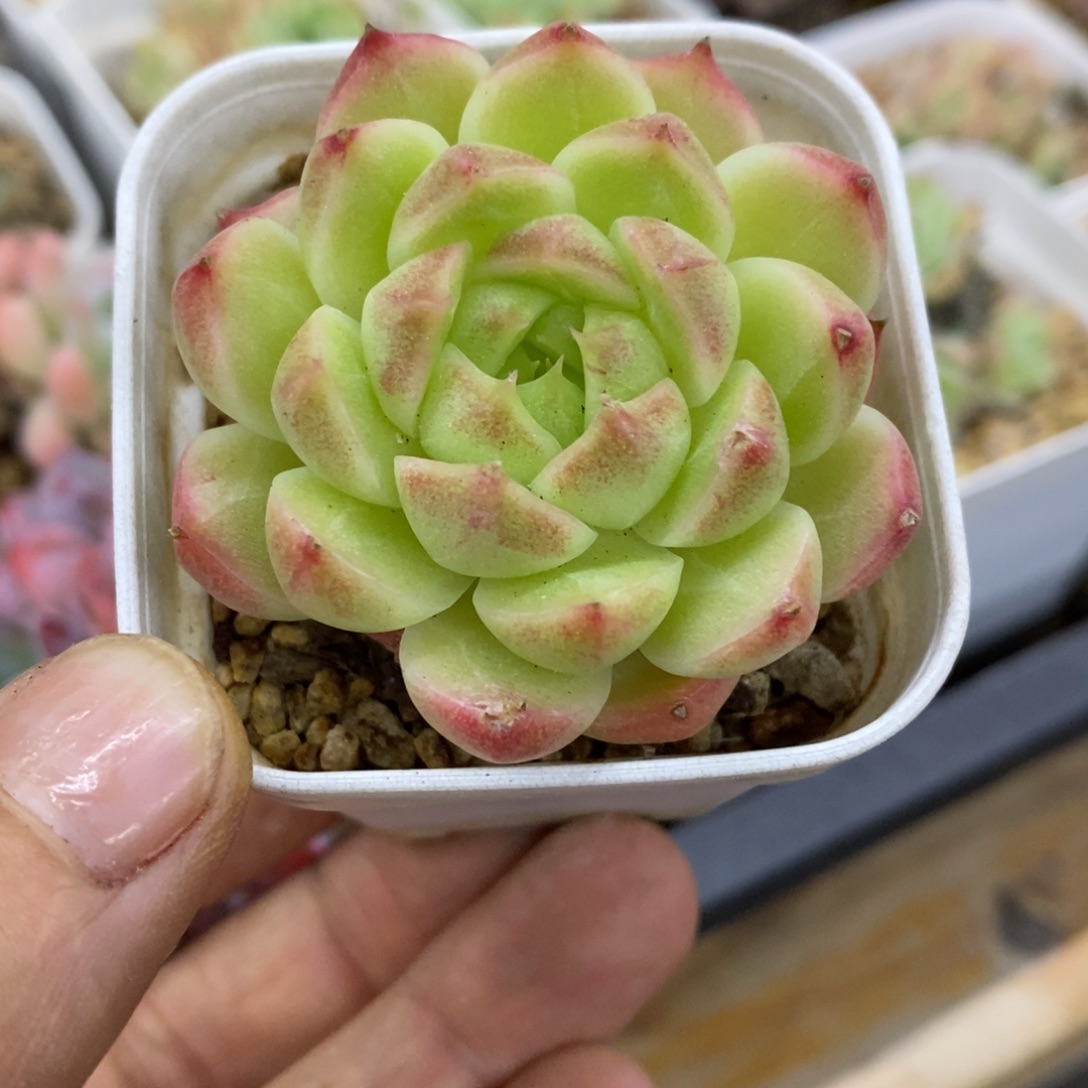 精品多肉一一物一拍不包整131