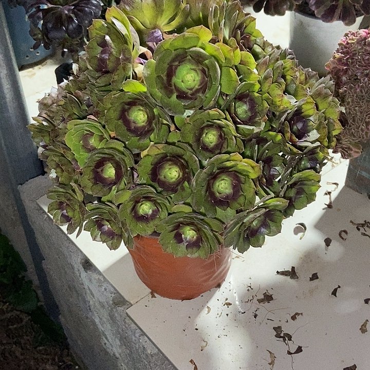 黑魔多肉老庄法师特价