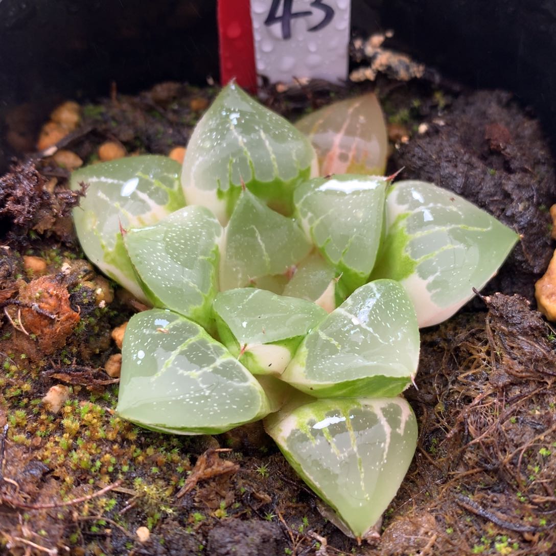 琉璃寿锦带盆发货