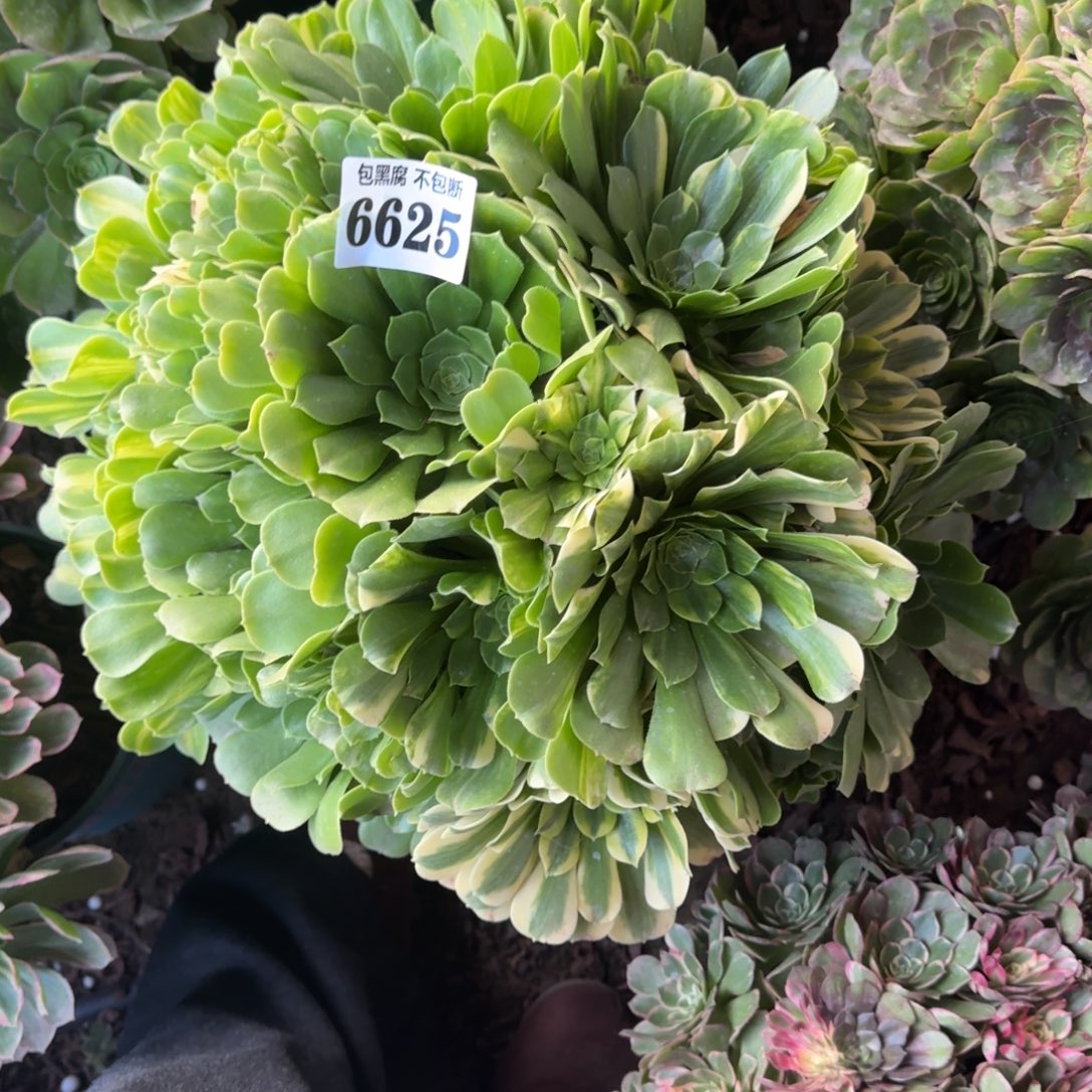 法师五彩琉璃18-6 6625