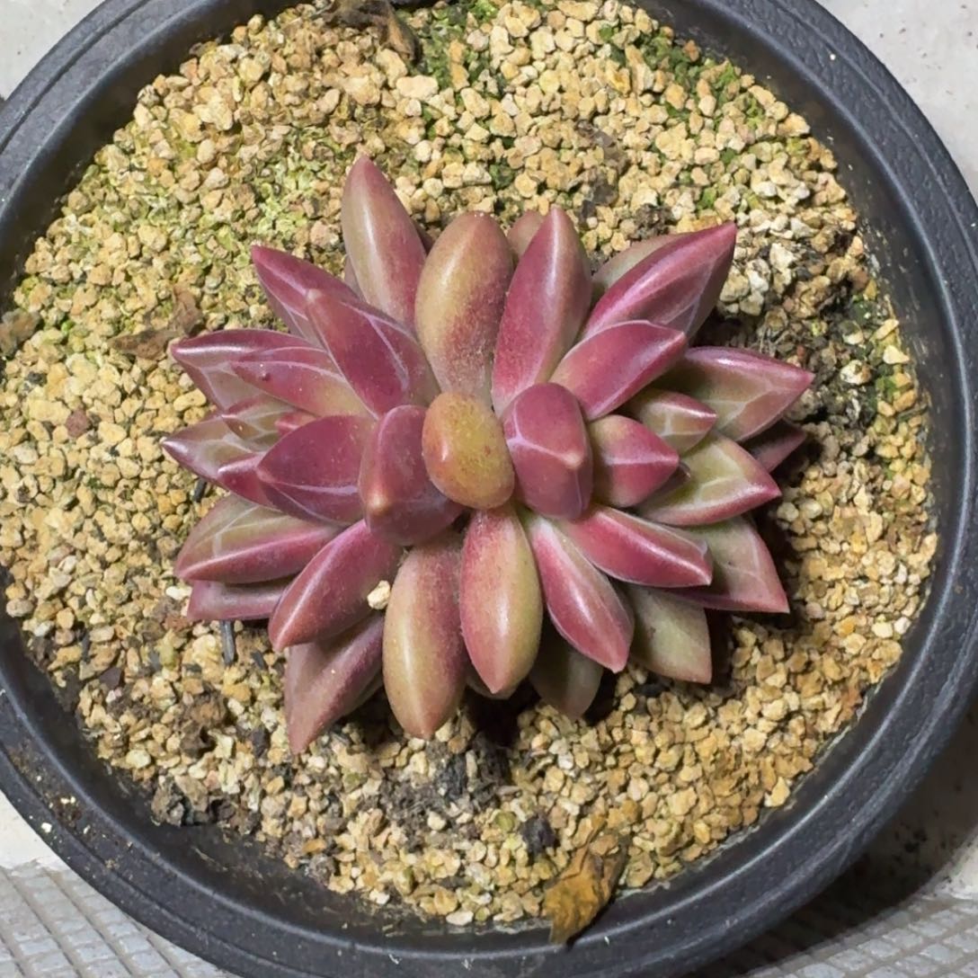 迷雾泡泡 双头  一物一拍