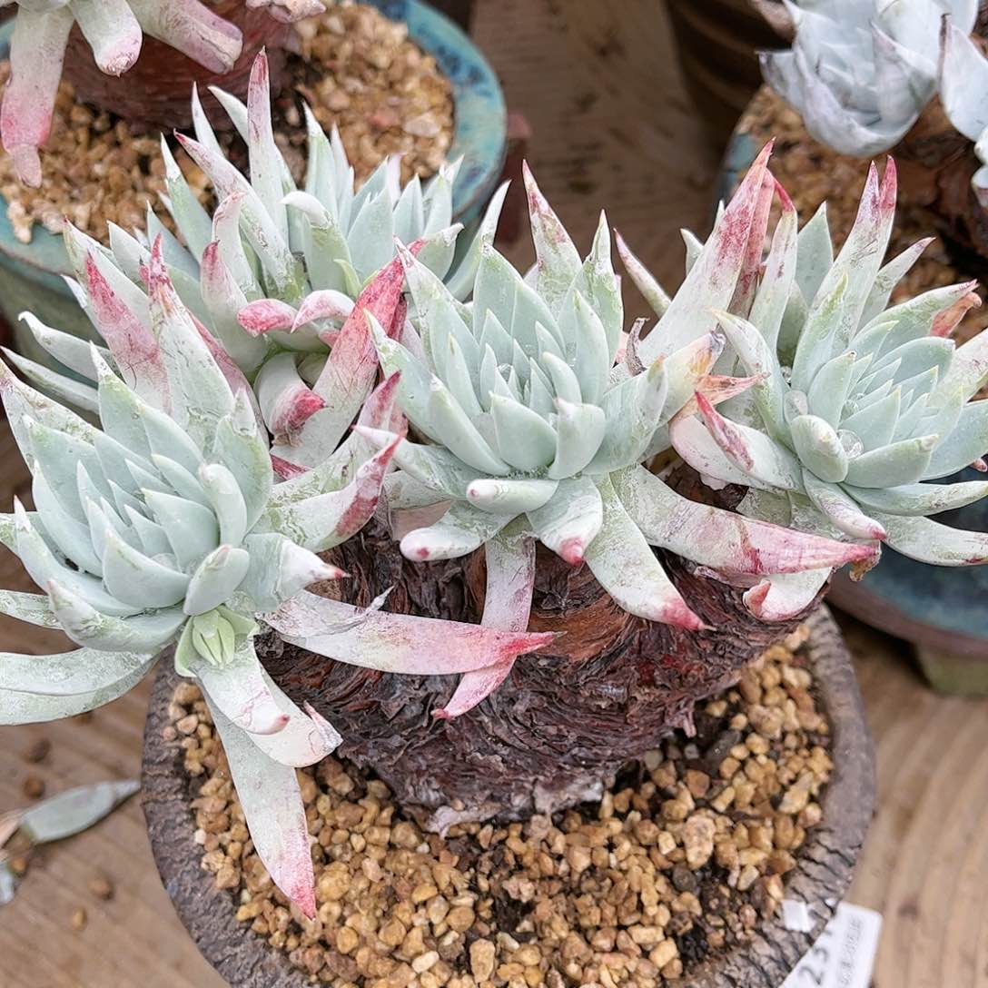 9289雪奴仙女杯多肉