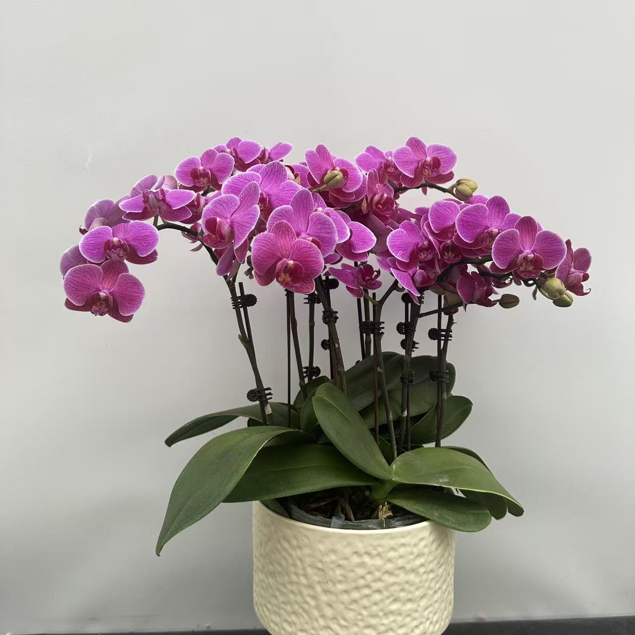 【梦叶萝莉】 3.0寸 精品蝴蝶兰 开花带花苞 花卉基地直发