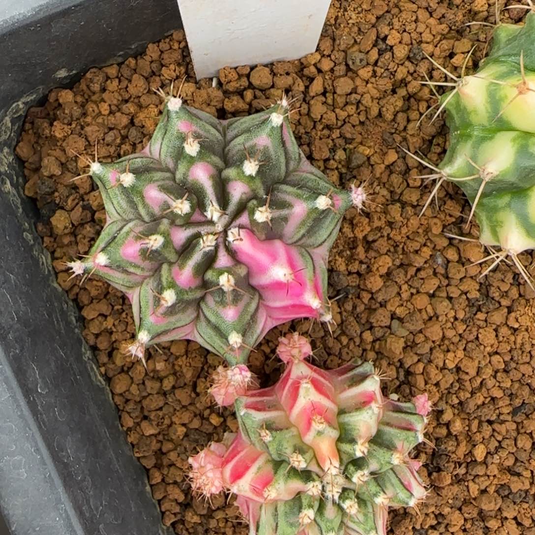 458-0310脱土发金莲多肉