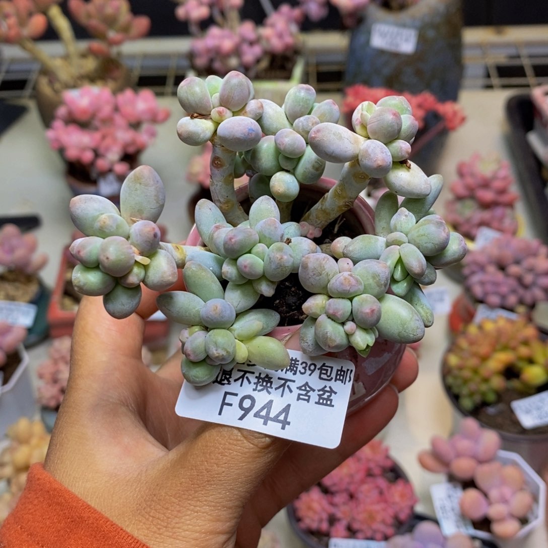 944苹果奶多肉6c m