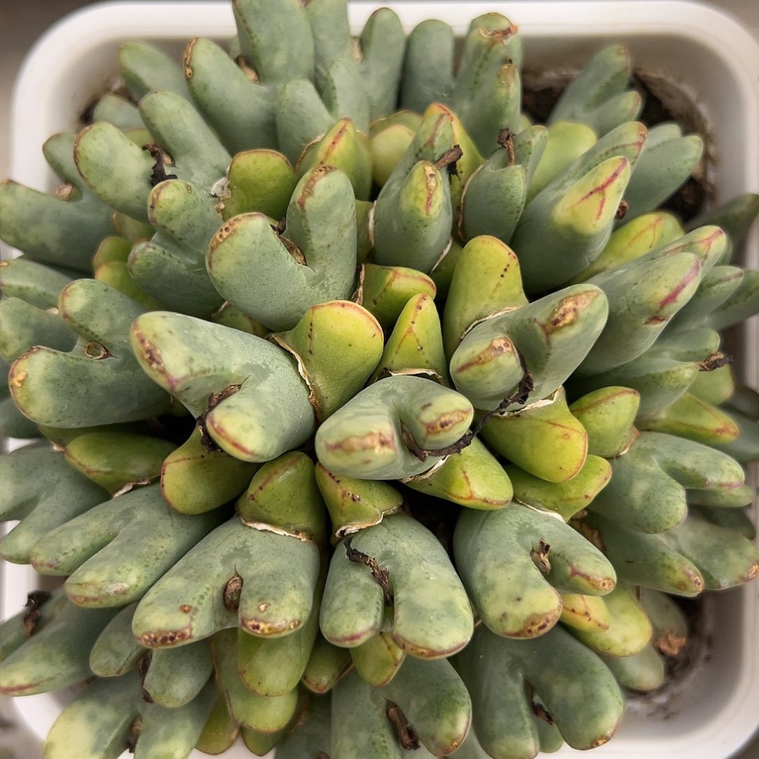 少将锦多肉植物锦