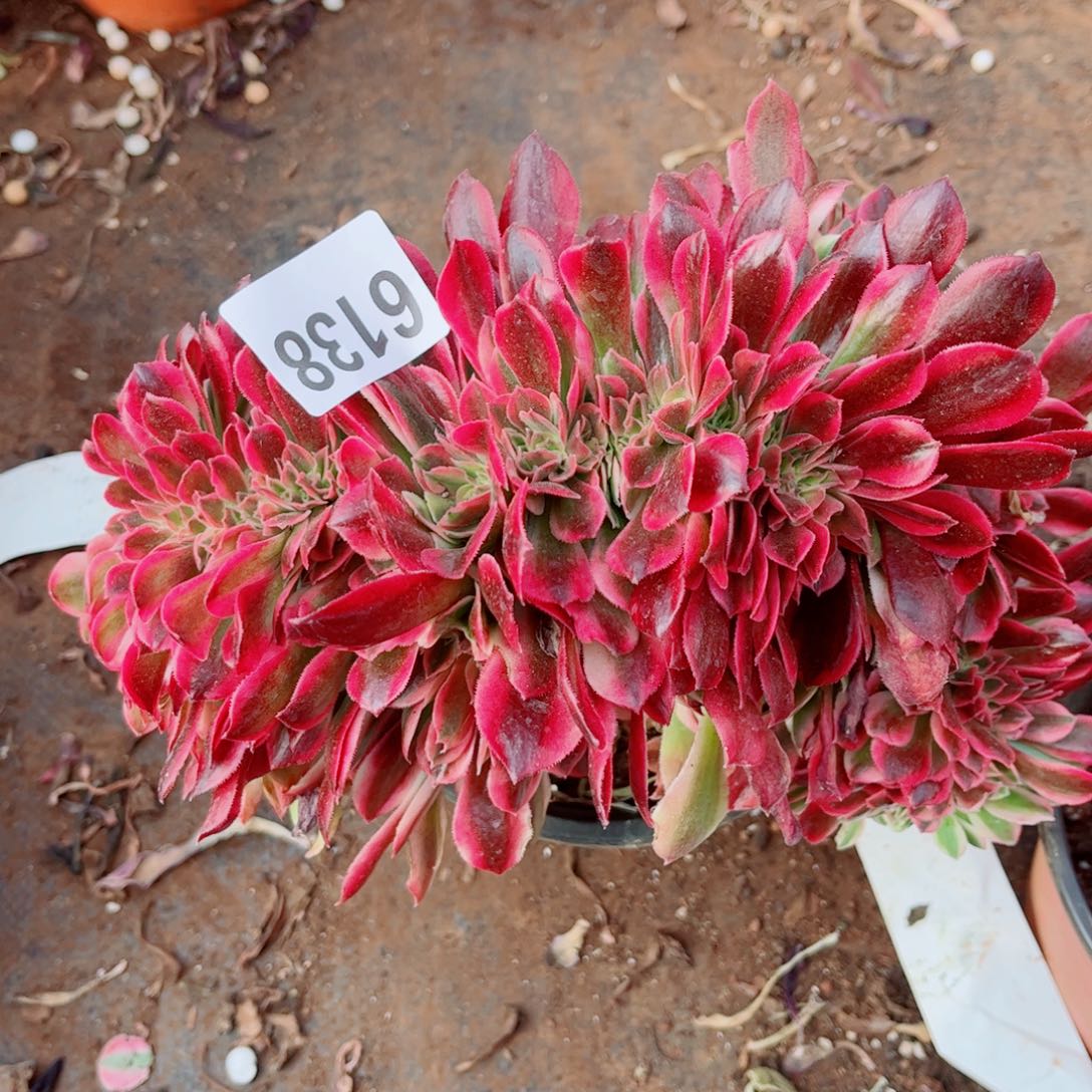 138号女郎缀化多肉