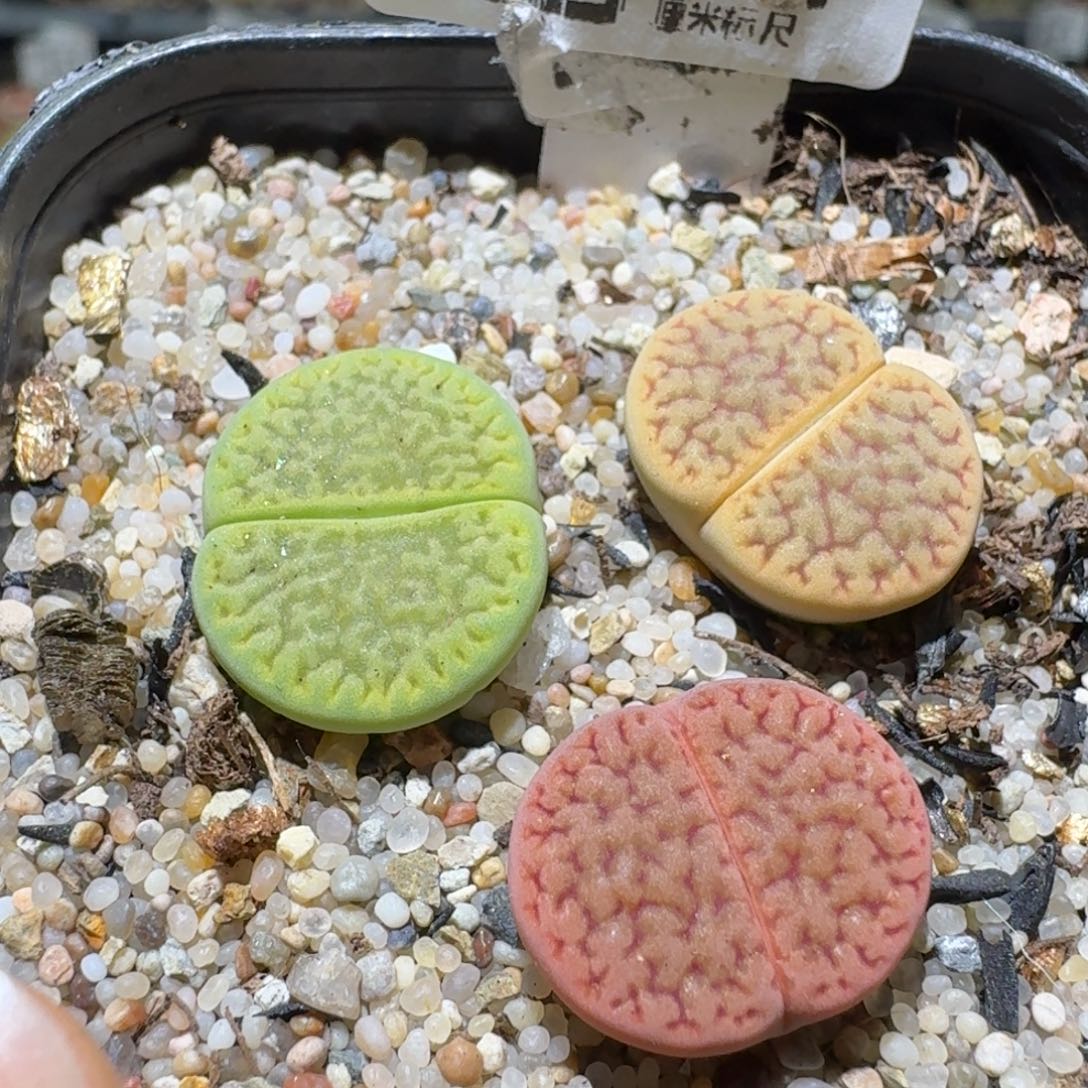 Ssss好看的便宜了3044