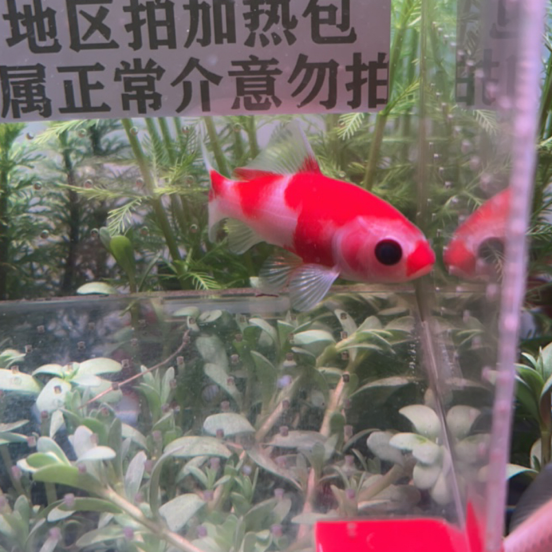 353号7公分软鳞精品樱花葡萄眼短尾草金鱼（无追星）