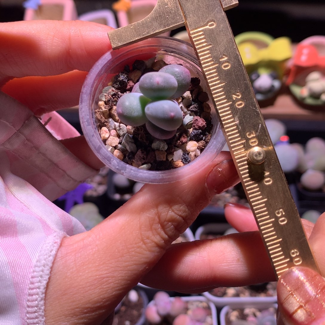 米可奶 不满28发到付，发一片叶，~