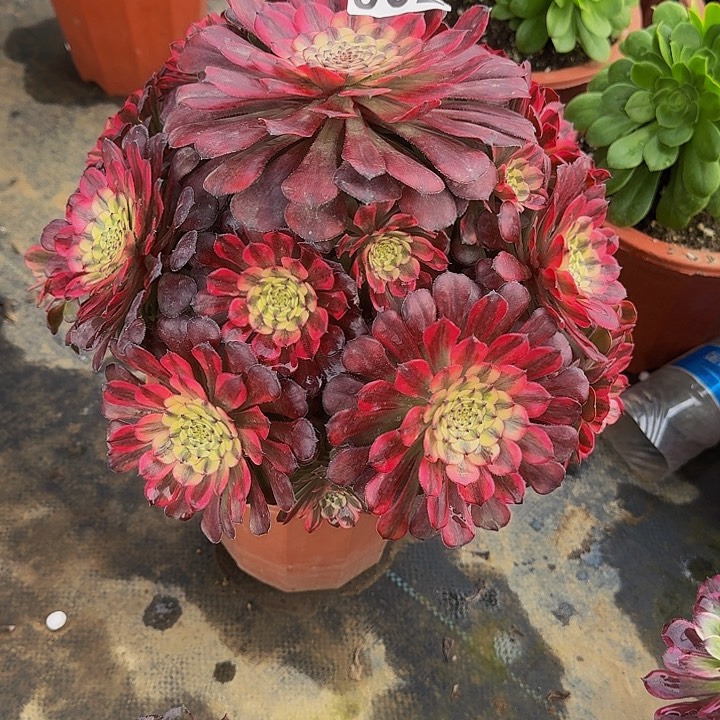 0000000000000932月蝉