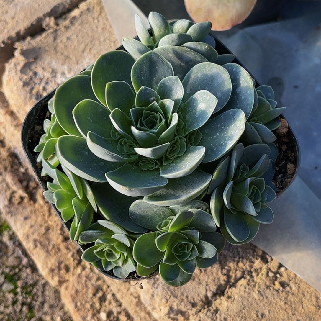 枫灵 非偏远包邮 多肉