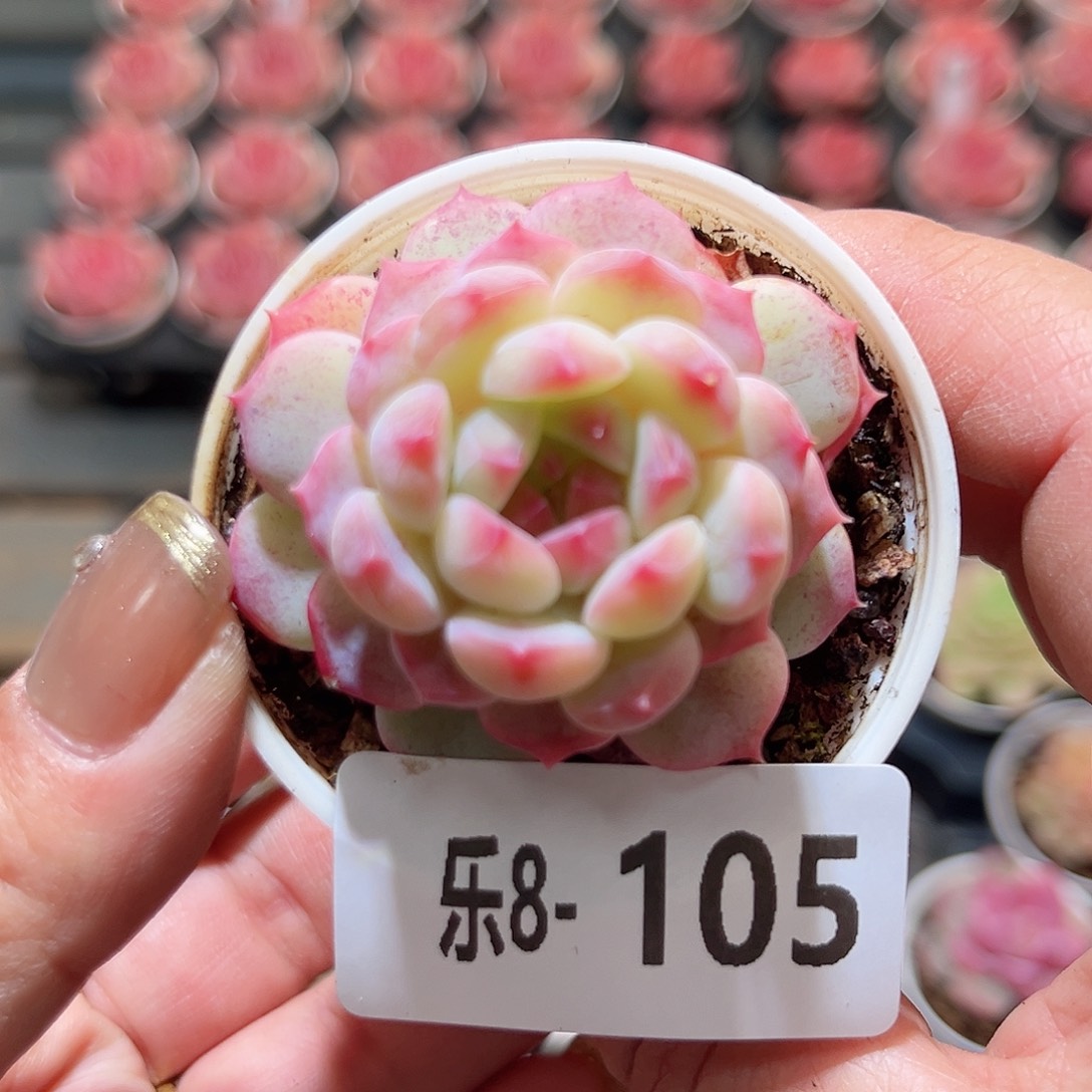 乐8-105 琴心单头