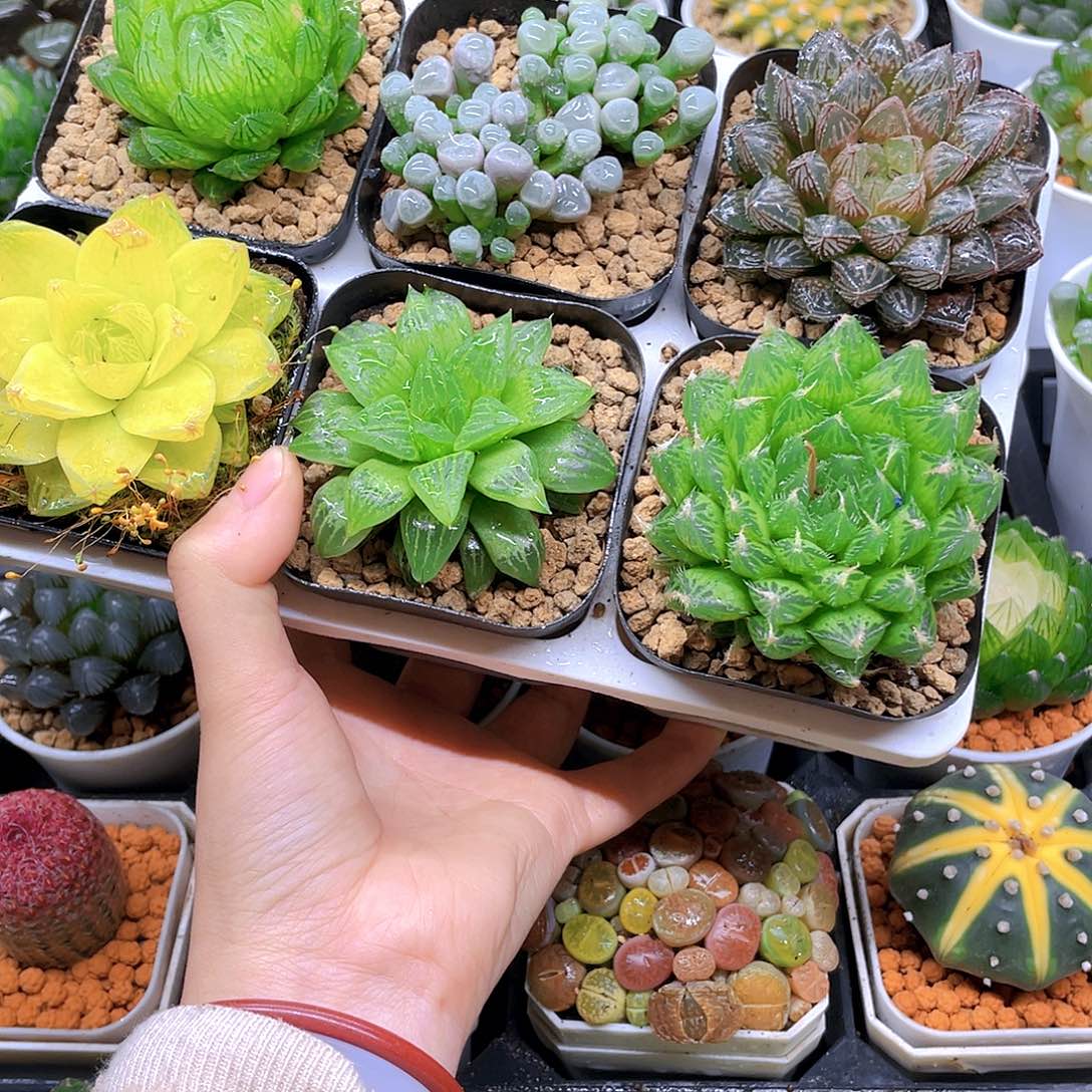 玉露六件套多肉，原盆