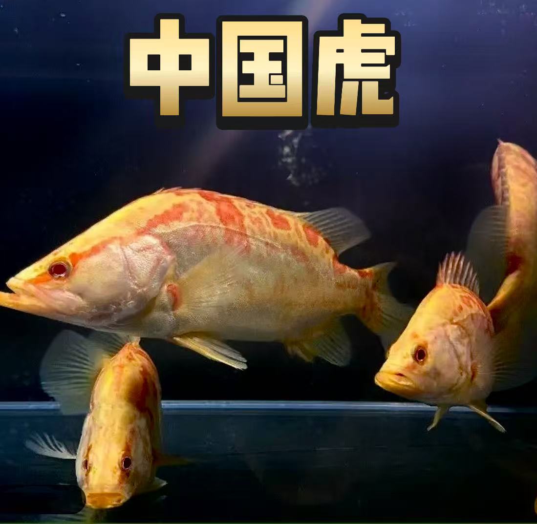 中国虎鳜鱼变异个体不反沙高颜值冷水原生鱼