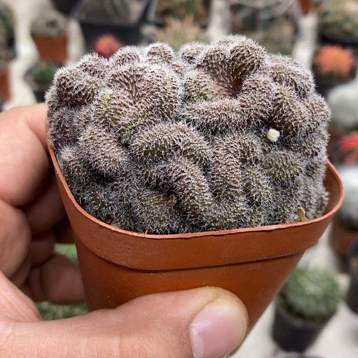 红檀缀特价福利包邮