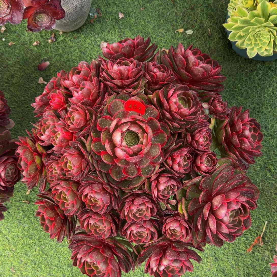 454炖肉植物发货粉花妖