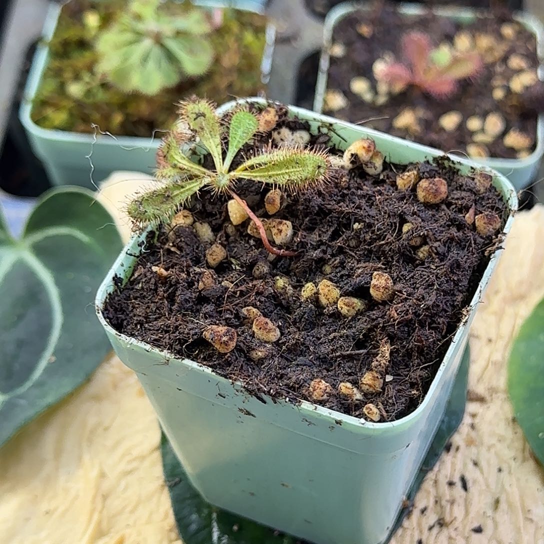 无花朵马约尔球根茅