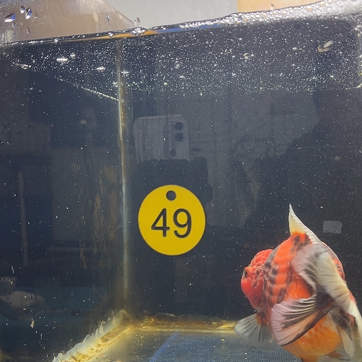 金鱼密密麻麻密密麻麻