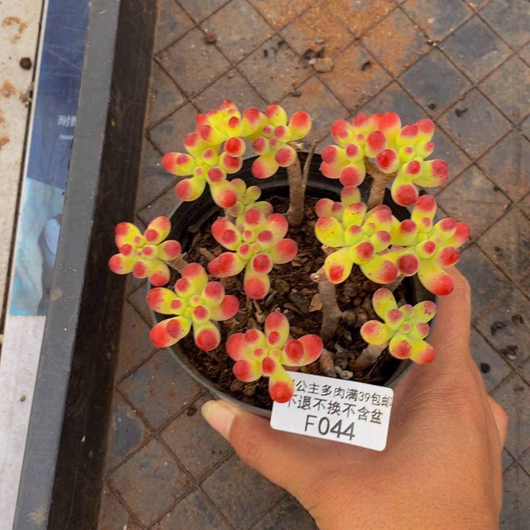 044乙女心多肉散