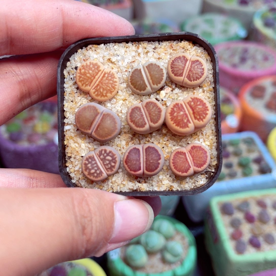 133 888888888888888888