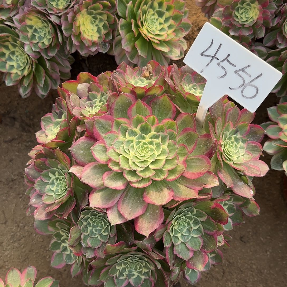 时***妈4556海仙多肉法师多肉