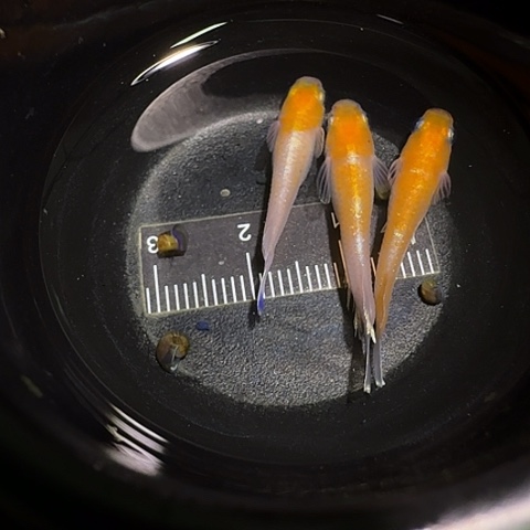 青鳉鱼一物一拍504