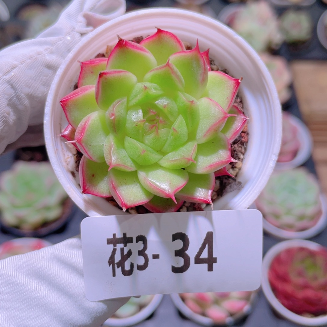 花利美 3-34海王 