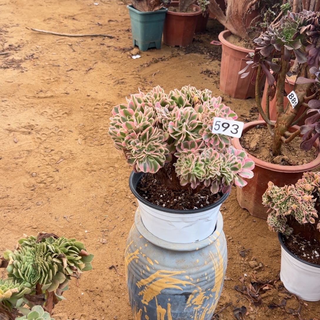 粉女巫593满28包邮