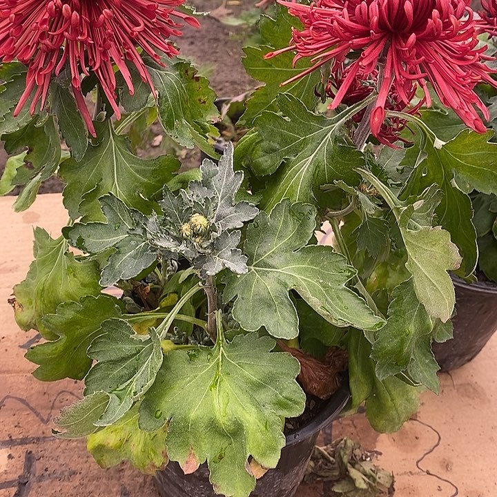 完全开放C111111111