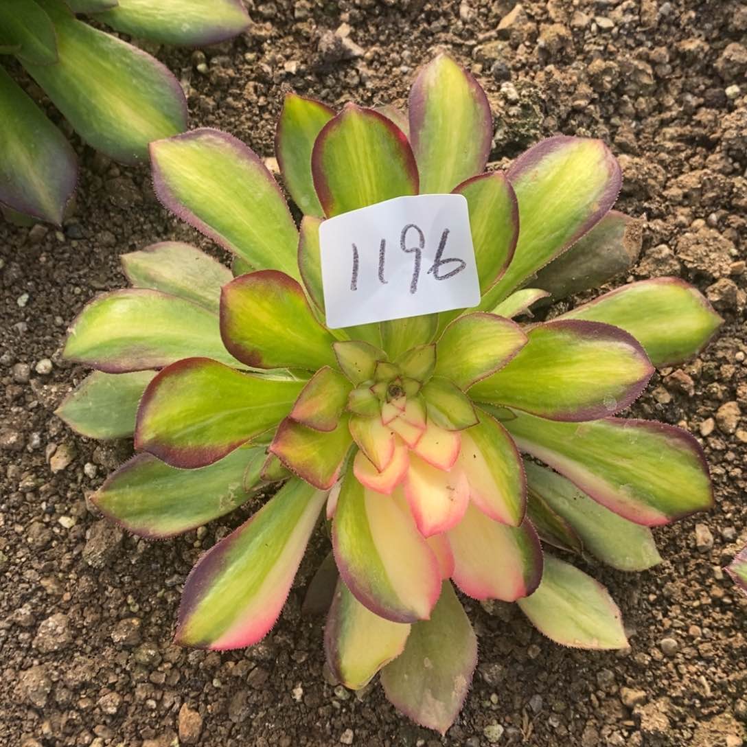 1196绍修七彩多肉植物