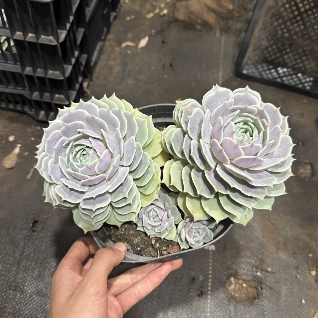 【任意两单包邮】露娜莲精品阳台办公室庭院老桩盆栽多肉植物