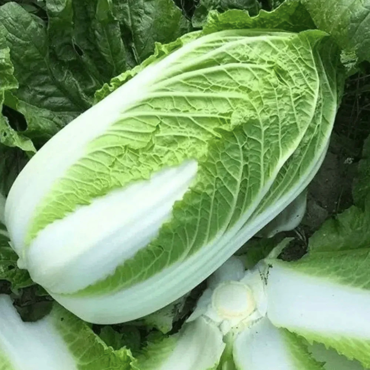 颐正源 产地直发 存储津秀白菜5斤白菜