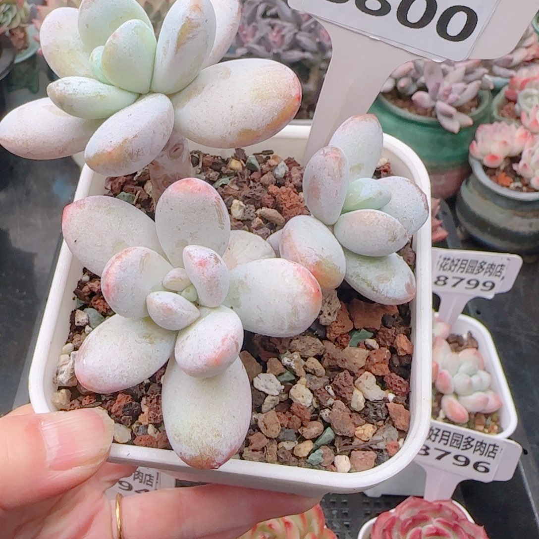 多肉植物8800………….
