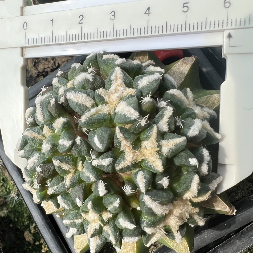 0304号草球苗接怒涛牡丹，辛顿牡丹，黑牡丹，各种牡丹锦，6.3厘米