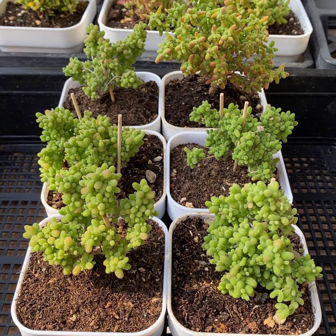 枝干番杏多肉植物084