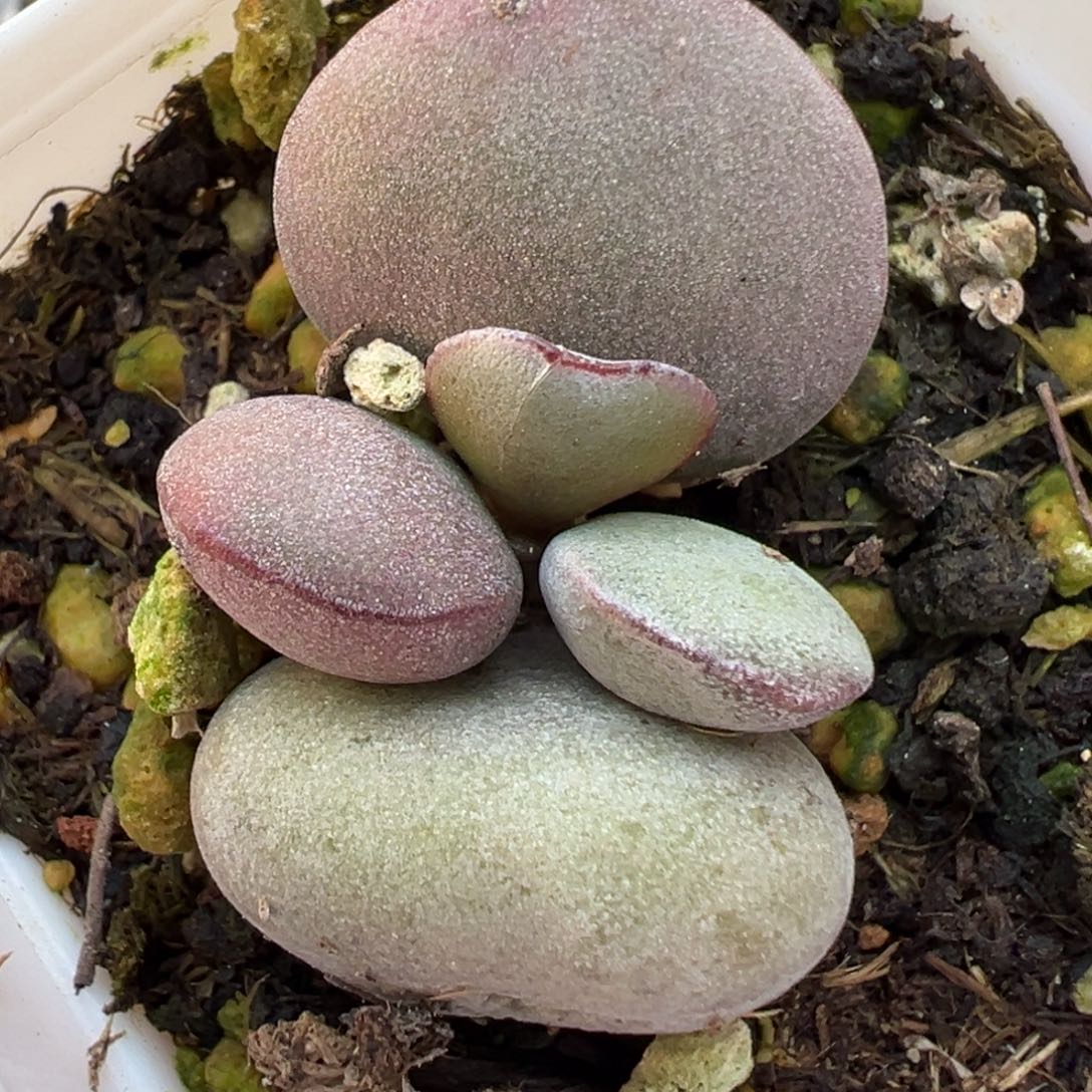 球球紫蛋多肉植物水泡