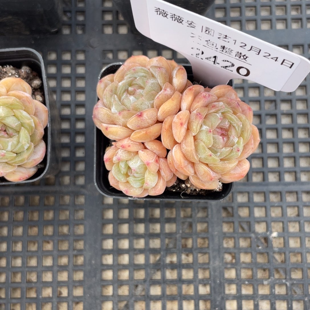 不包整散 盆子不售后2420