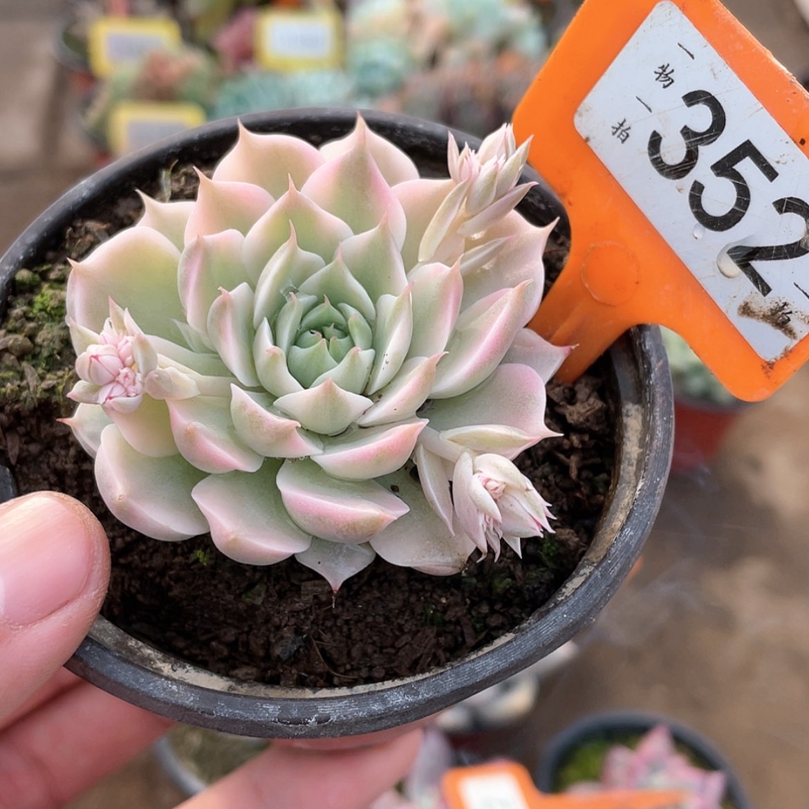 【闪购商品】352号