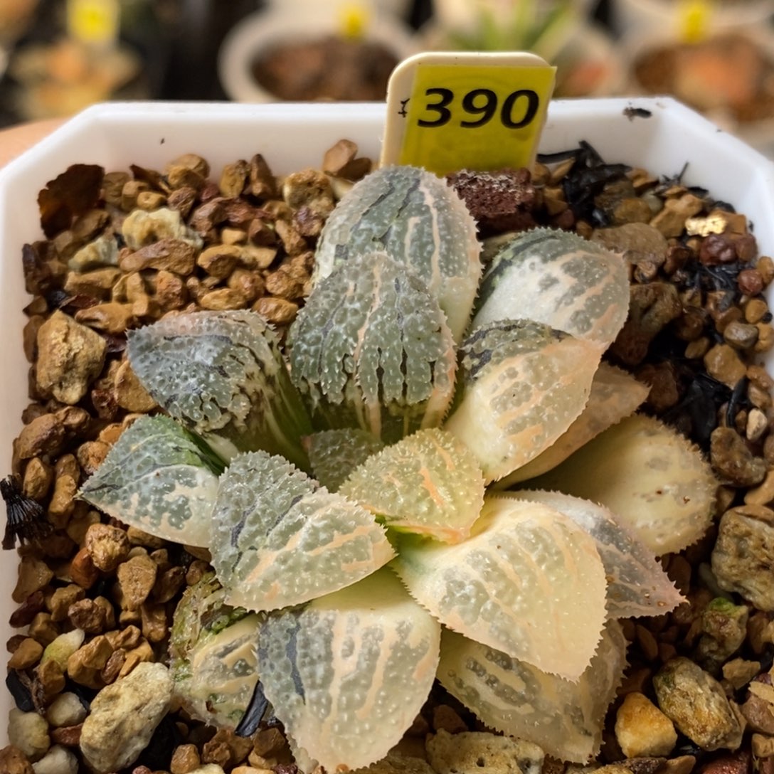 390号具味城锦多肉