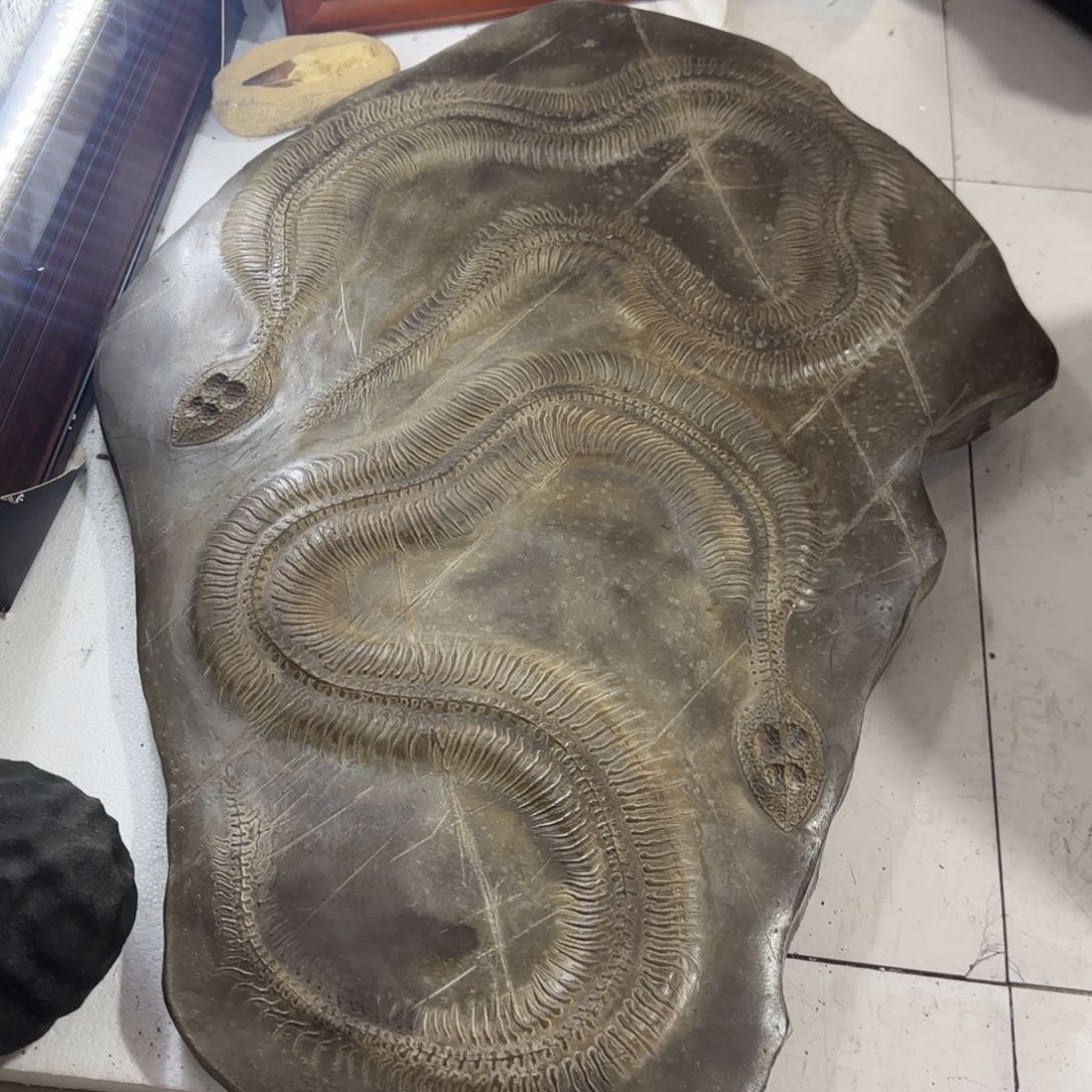 茶杯紫砂好***蹈蛇龙大板摆件